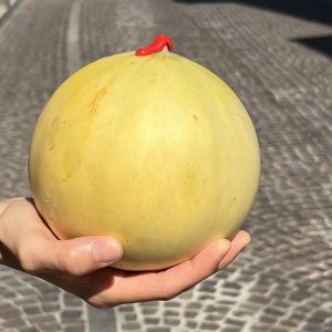 https://ortofruttalesorelle.it/wp-content/uploads/2022/07/melone-liscio-alta-qualita-300x300.jpg